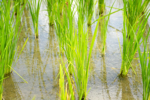 水田における稲芽植物の成長のクローズアップ