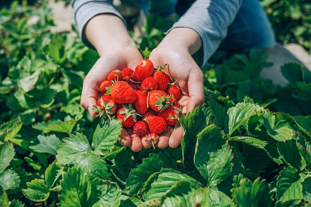 Close-up rijpe aardbeien uit de tuin