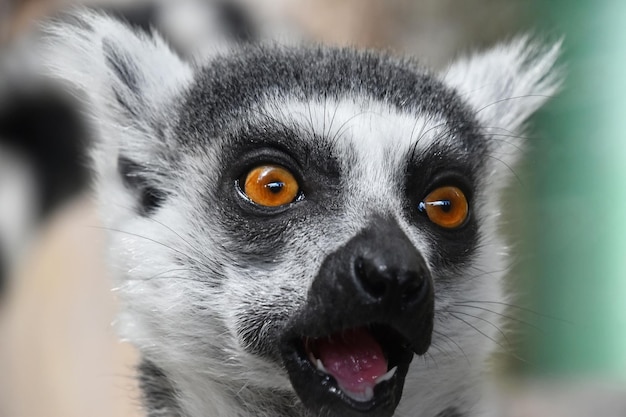 Photo close-up of ring-tailed lemur