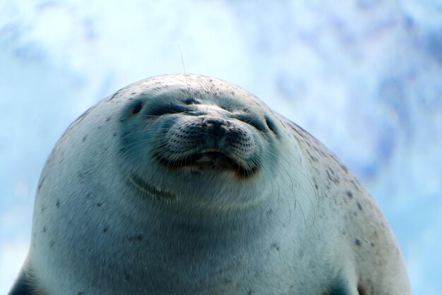 Foto prossimo piano della foca anellata