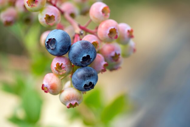 Close up ripe fresh organic blueberries on the bushes