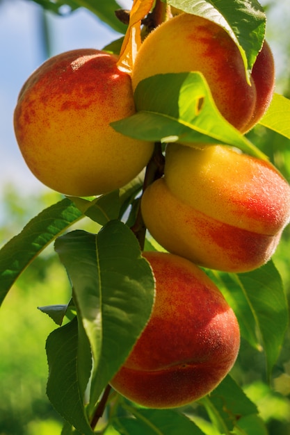 Close up of the ripe fruit peach