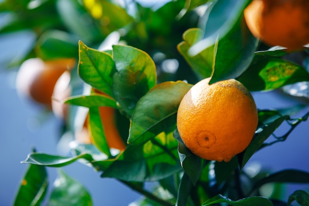 Close up ripe oranges fruit hanging on tree in orange plantation garden , Chiangmai , Thailand