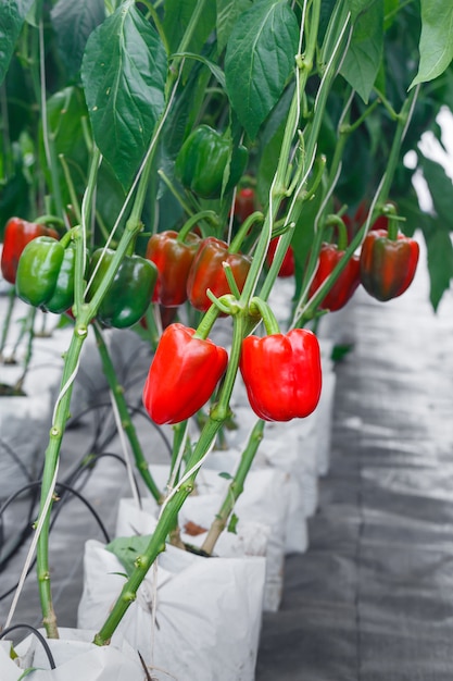 Close up ripe red bell pepper in greenhouses farming