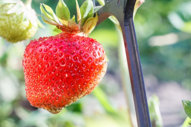 Close up of ripe red strawberry growing on the bush in the garden. Shallow depth of field with blurred green background