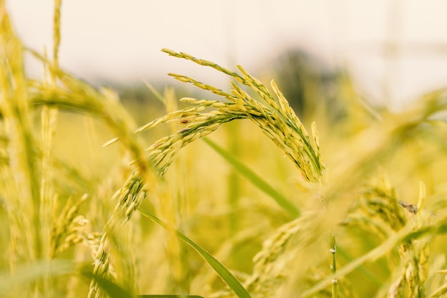 Close up ripe rice in the field.