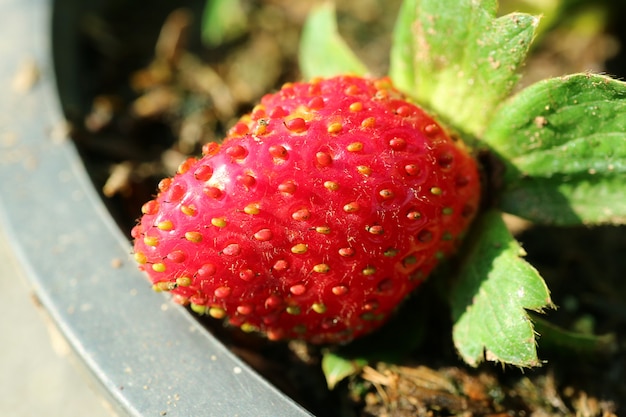 Close up of ripe strawberry being grown in a planter in the sunlight