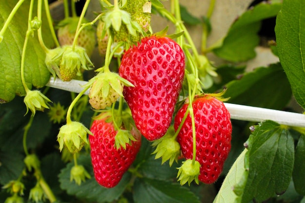 close-up of the ripe strawberry in the garden