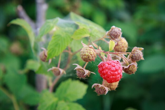 庭の茂みに熟した未熟のラズベリーのクローズアップ