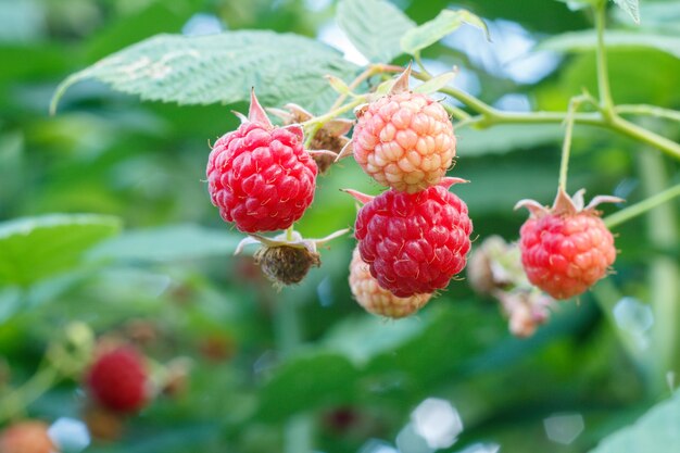 Close up of ripe and unripe raspberries on bush in the garden.