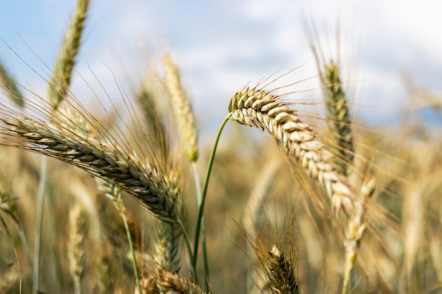 Close up of ripe wheat ears against beautiful sky with clouds. Selective focus.