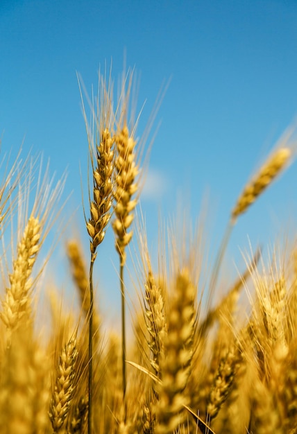 Close up of ripe wheat ears against beautiful sky with clouds