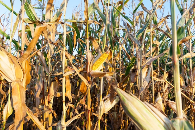 Close-up of ripe yellow dried corn growing in an agricultural field. Autumn time before harvesting cereal crops. Small depth of field