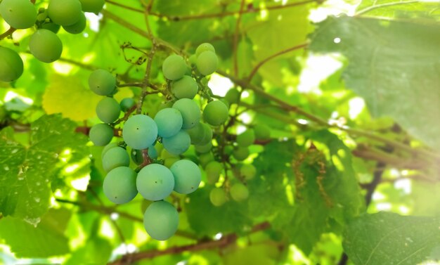 Close-up of a ripening bunch of grapes on a bush. Photography of grapes, gardening.