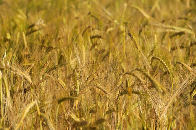 Close-up of a ripping wheat ear in summer day