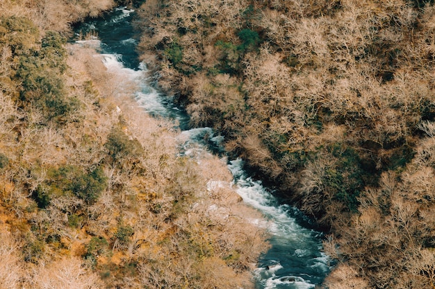 Primo piano di un fiume nel mezzo della foresta