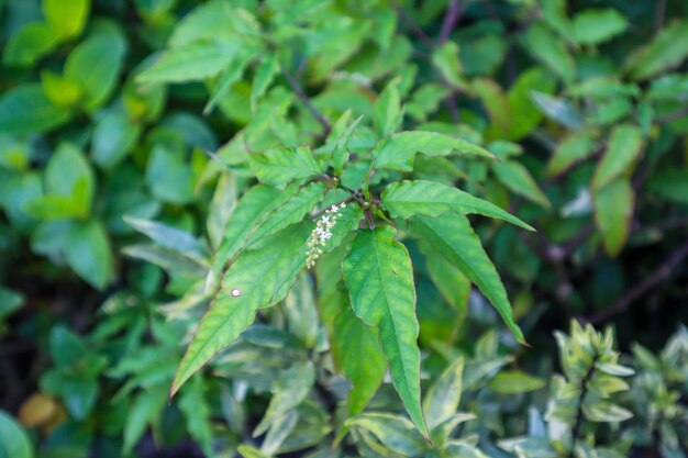 Близкий взгляд на растение Rivina humilis