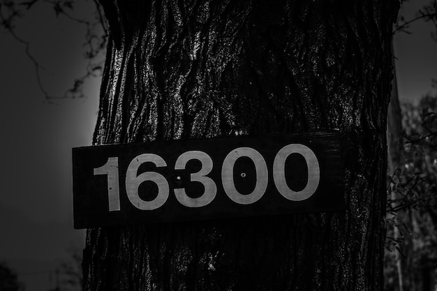 Photo close-up of road sign against tree trunk