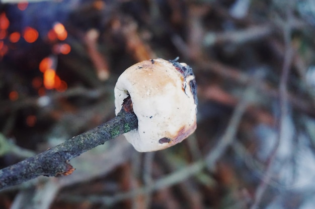 Foto close-up di marshmallow arrostito su bastone