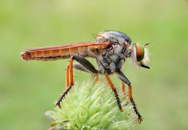 Photo close-up of robber fly on flower