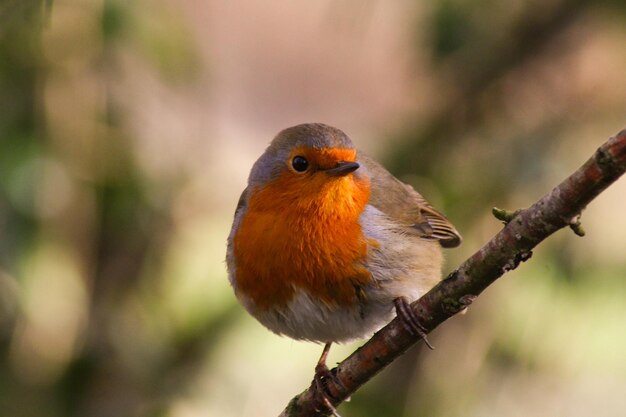 Photo close-up of robin perching on branch