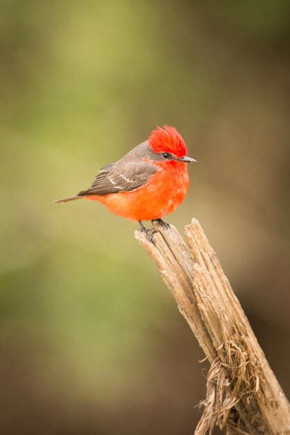 Photo close-up of robin perching on wood