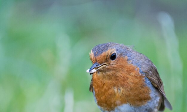 Photo close-up of robin