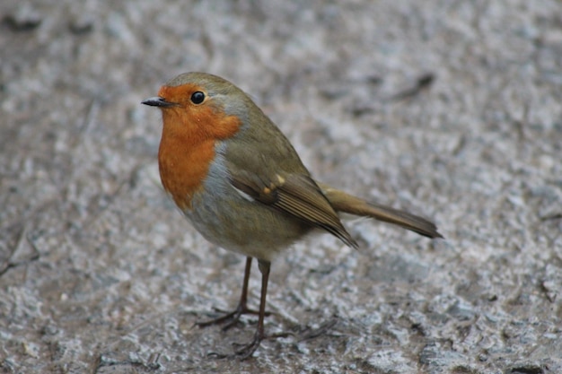 Close-up of a robin