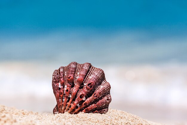 Close-up of rock on beach against sky