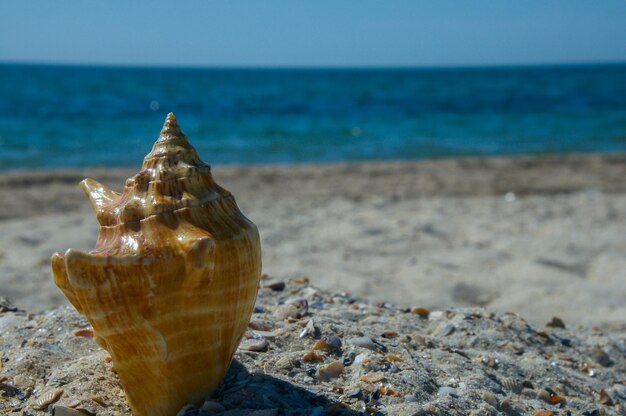 Close-up of rock on beach