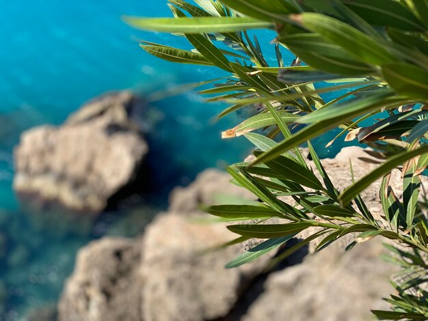 Close-up of rock by sea