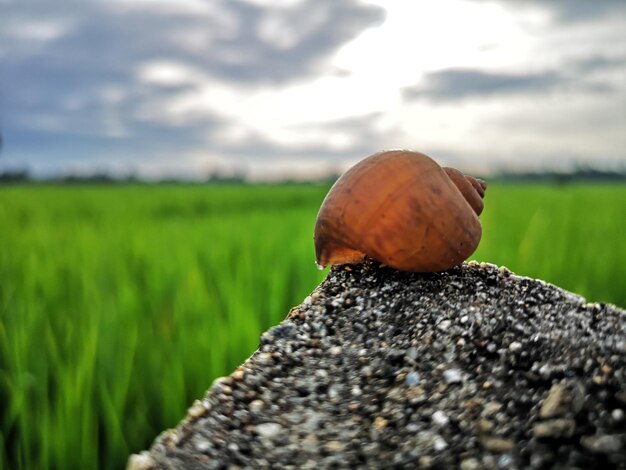 Close-up of rock on field against sky