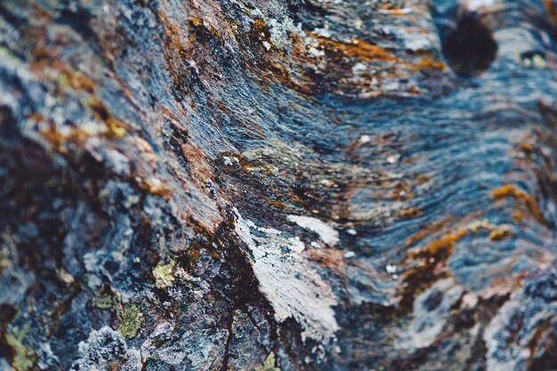 Foto prossimo piano della roccia sul tronco dell'albero