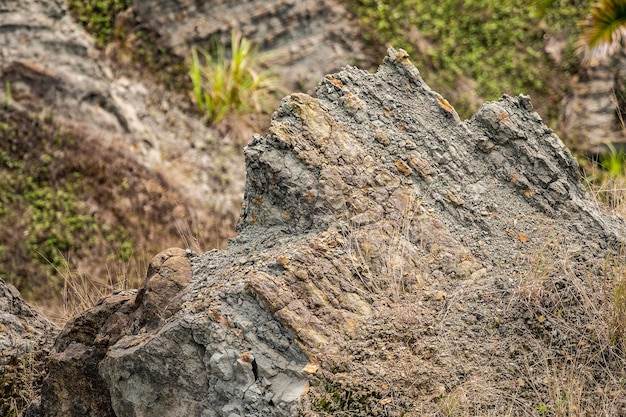 Close-up of rock on tree trunk