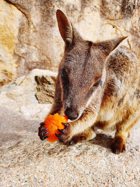 Foto prossimo piano di un wallaby di roccia