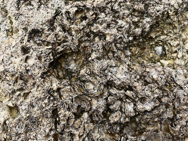 A close up of a rock with a brown texture and the word " sea " on it.