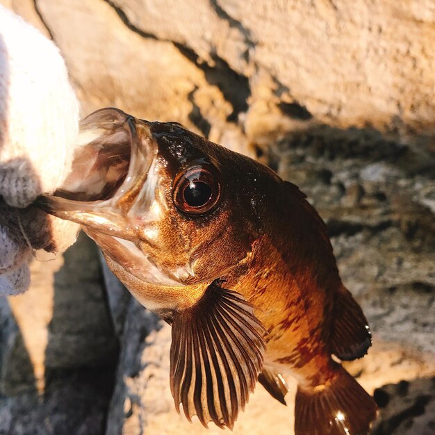 Foto prossimo piano di una roccia