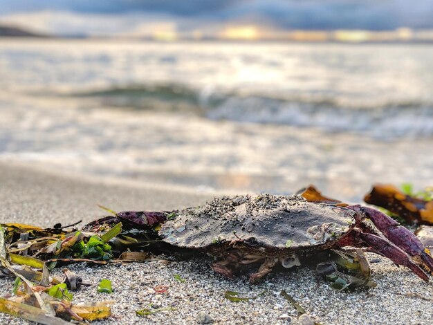 Foto close-up di rocce sulla spiaggia contro il cielo