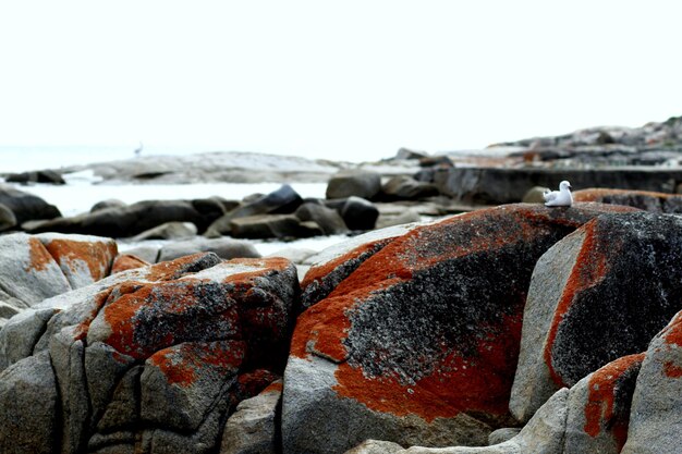 Foto prossimo piano delle rocce sulla spiaggia