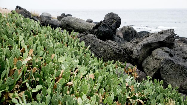 Photo close-up of rocks on beach