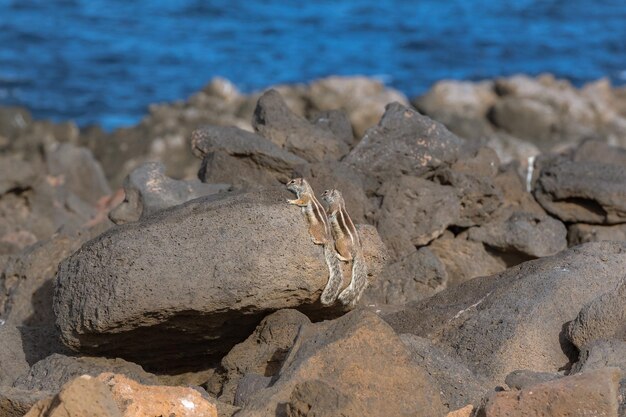 Foto prossimo piano delle rocce sulla spiaggia