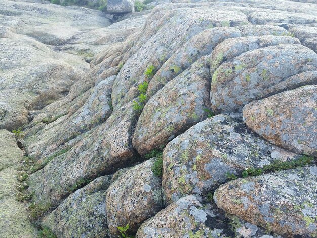 Close-up of rocks on field