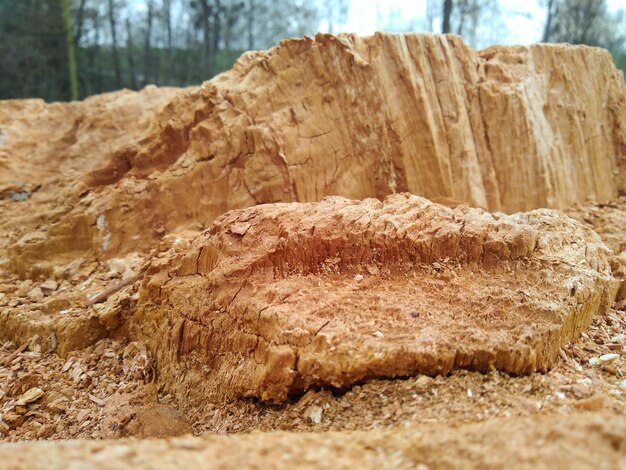 Close-up of rocks on land