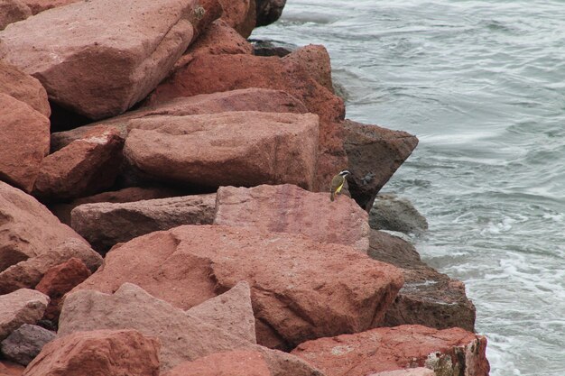 Foto prossimo piano delle rocce in mare