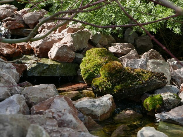 Photo close-up of rocks on tree