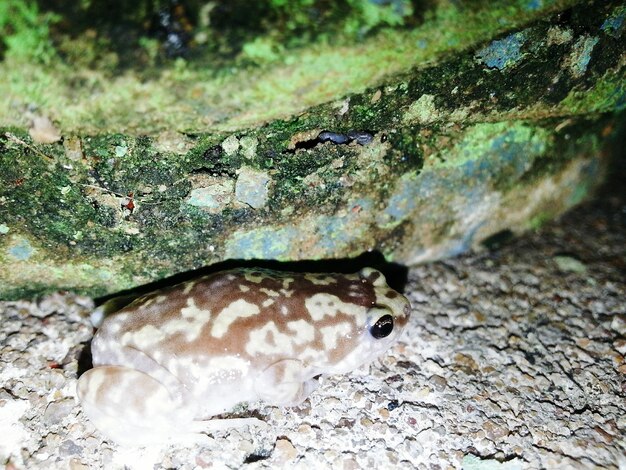 Photo close-up of rocks