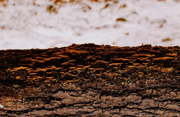 Foto prossimo piano delle rocce