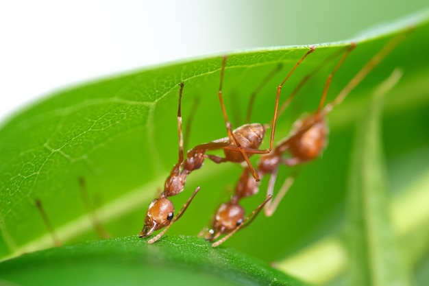 Close-up Rode mieren bouwen hun nesten op groene bladeren.