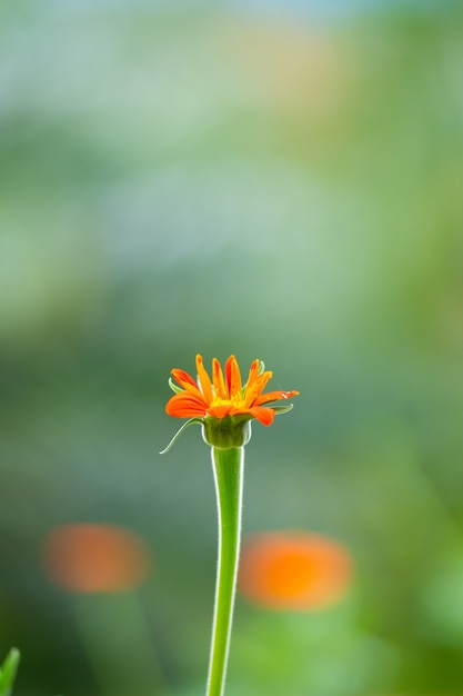 close-up rode papaver bloem