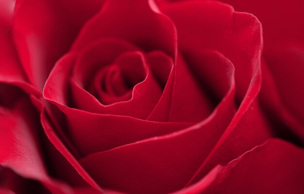 Close up rode roos bloem abstracte achtergrond macro selectieve focus zachte focus